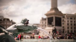 Closeup view of pigeon sitting on fountain, Trafalgar Square, London, UK — Stock Photo
