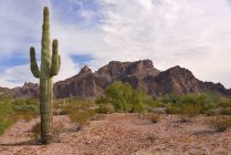 Vista panorâmica do cacto em frente ao pico do sinal, Arizona, EUA — Fotografia de Stock