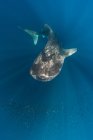 Requin baleine et banc de petits poissons — Photo de stock
