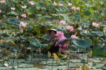 Mujer agricultora recolectando flores de loto, Tailandia - foto de stock