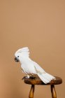 Portrait of a white crested cockatoo sitting on chair against orange background — Stock Photo