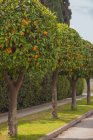 Scenic view of mandarin trees in a row in street — Stock Photo