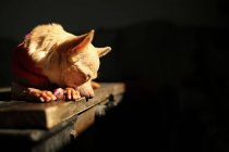 Niedlicher Chihuahua-Hund liegt auf einem Tisch — Stockfoto