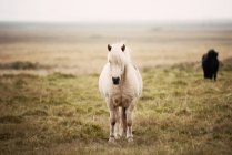 Белая лошадь стоит в поле, Исландия — стоковое фото