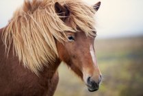 Retrato de cerca del hermoso caballo islandés, Islandia - foto de stock