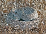 Western Diamond-Rattlesnake con respaldo en hierba seca - foto de stock