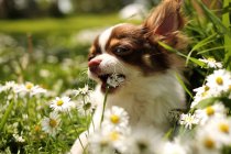 Portrait of chihuahua dog eating flowers in a garden — Stock Photo