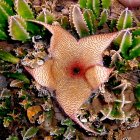 Close-up of growing Flower of Stapelia Cactus — Stock Photo