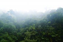 Malerischer Blick auf den bewölkten Regenwald in Malaysia — Stockfoto