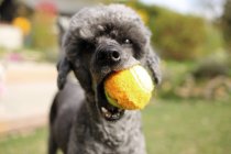 Пудель собака з м'ячем в рот, граючи на відкритому повітрі — стокове фото