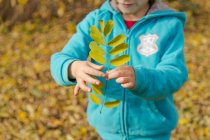 Primer plano de Niño sosteniendo hojas de otoño - foto de stock