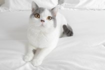 Nahaufnahme einer flauschigen Katze im Bett — Stockfoto