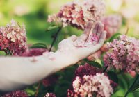 Крупный план женской руки с лепестками цветов — стоковое фото