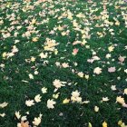 Повышенный вид осенних листьев на траве — стоковое фото