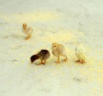 Quatre poussins mangeant du grain dans une ferme — Photo de stock