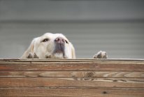 Bonito adorável cão olhando sobre cerca — Fotografia de Stock
