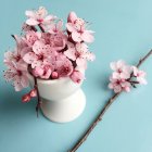 Eierbecher gefüllt mit rosa Blüten auf blauem Hintergrund — Stockfoto