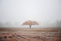 Мальовничим видом полум'я дерев, Litchfield Національний парк, Дарвін, Австралія — стокове фото