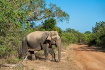 Beautiful elephant walking at wild nature — Stock Photo