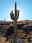Мальовничий вид на кактус в пустелі в сонячний день, Арізона, США — стокове фото