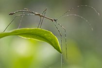Stick insect on leaf against blurred background — Stock Photo