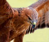 Tawny Eagle in flight, closeup, blurred background — Stock Photo