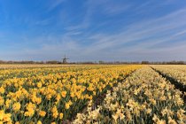 Campo de narcisos con un molino de viento en la distancia, Países Bajos - foto de stock