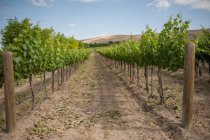 Scenic view of rows of vines in a vineyard — Stock Photo