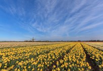 Champ de jonquilles avec moulin à vent au loin, Pays-Bas — Photo de stock