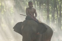 Mahout sentado nas costas de elefante. Surin, Tailândia . — Fotografia de Stock