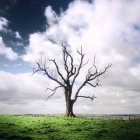 Одинарне голе дерево в полі під хмарним небом — стокове фото