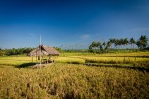 Indonésia, Lombok, vista panorâmica da cabana de palha em arroz paddy — Fotografia de Stock