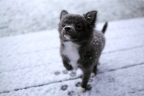 Entzückender schwarzer Chihuahua-Hund spielt im Schnee — Stockfoto