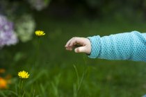 Cropped image of baby hand reaching for flowers — Stock Photo