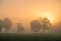 Árboles en un campo brumoso, Ostfriesland, Niedersachsen, Alemania - foto de stock