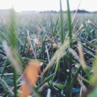 Close-up view of green grass, blurred background — Stock Photo