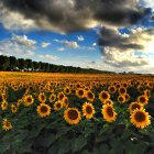 Scenic view of field of sunflowers, Chauray, Niort, France — Stock Photo