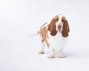 Retrato de un perro basset sobre fondo blanco - foto de stock