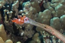 Nahaufnahme von Trompetenfischen, die galaktische Skorpionfische unter Wasser fressen — Stockfoto