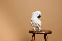 Portrait of a white crested cockatoo sitting on chair — Stock Photo