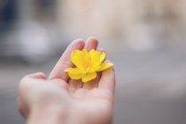 Close-up of Yellow flower in palm of female hand — Stock Photo