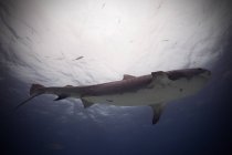 Tigerhai schwimmt unter Wasser — Stockfoto