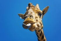 Забавні жирафи облизують губи на блакитне небо — стокове фото