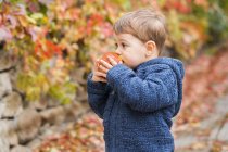 Menino comendo maçã no jardim de outono — Fotografia de Stock