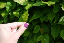 Close-up of female hand holding a leaf — Stock Photo