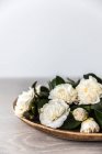 Bandeja de flores de camélia no fundo branco — Fotografia de Stock