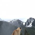 Rückansicht eines Mops, der auf die Berge blickt — Stockfoto