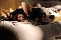 Two adorable dogs lying on bed, close-up — Stock Photo