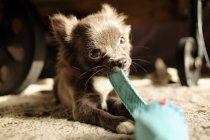 Portrait of a cute little chihuahua dog biting cap, close-up — Stock Photo