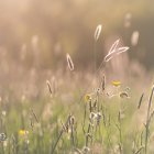 Close-up of grass and buttercups in the golden hour sunshine — Stock Photo